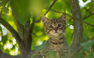 Kitten sitting in tree sad - a kitten free wallpaper