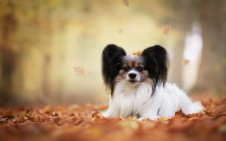 Dog leaves autumn fall photorealism - autumn free wallpaper