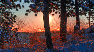 Sunset trees snow forest backlight - a few branch free wallpaper