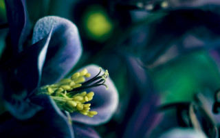Flower closeup blurry background macro 7 - fiona stephenson free wallpaper