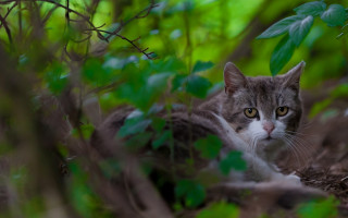 Black cat woods bokeh nature - the camera lense free wallpaper