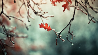 Snowy branch red leaves cloudy - the branch free wallpaper