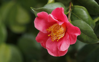 Pink flower yellow stamens green 4 - shallow free wallpaper for desktop