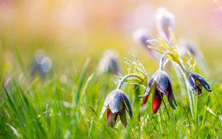 Flowers grass sunny macro nature - the grass together free wallpaper