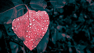 Red leaf water drops blurry - a red leaf free wallpaper