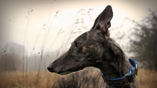 Dog blue collar tall grass - tall grass free wallpaper