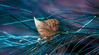 Leaf branch blue needles macro - a branch of a tree free wallpaper