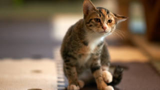 Cat rug blurry background shift - a rug free wallpaper