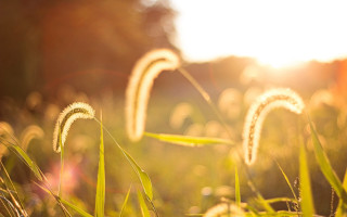 Tall green grass sunset flare - claire dalby free wallpaper