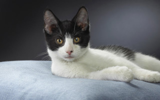 Black white cat blue pillow 2 - cat free wallpaper
