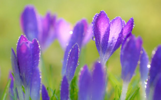 Purple flower water droplets macro 8 - water droplet free wallpaper