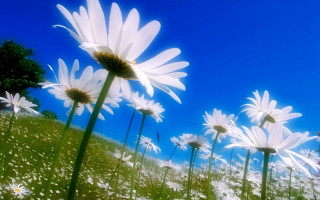 Daisy field blue sky floral - a few white flower free wallpaper