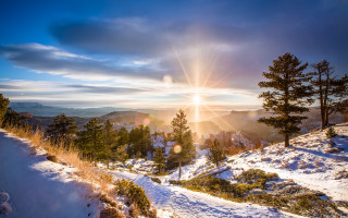 Sunny snowy mountain landscape trees - a sun free wallpaper