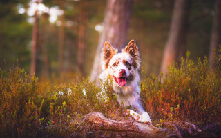 Dog running woods autumn blurry - tongue free wallpaper