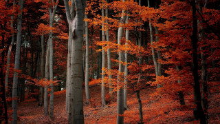 Forest autumn leaves bench east - a bench in the middle free wallpaper
