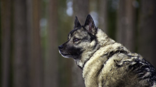 Dog coat woods shiba inu - a coat free wallpaper