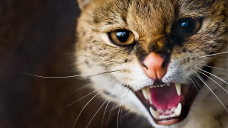 Cat mouth open teeth blue - tooth wide open free wallpaper