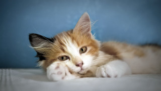 Cat bed wide eyes blue 2 - the bed free wallpaper