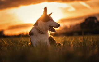 Dog sunset field bird elkevogelsang - a stock photo free wallpaper