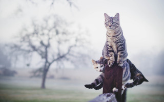 Cat post field trees surreal - another cat free wallpaper