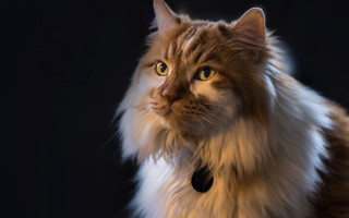 Fluffy cat collar serious black - a collar free wallpaper