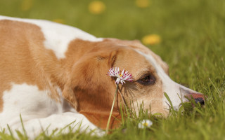 Dog grass flower bokeh ecological - elke vogelsang free wallpaper