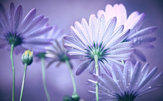Flower water droplets purple blurry - a close up of a bunch free wallpaper