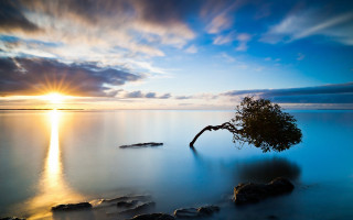 Tree water sunset reflection lake - the cloud free wallpaper