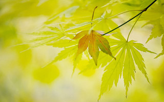 Leaf branch nature macro green - a blurry background of leaves free wallpaper
