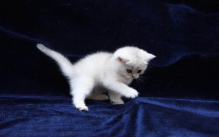 White kitten blue blanket curious - a blue blanket free wallpaper