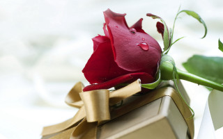 Red rose box ribbon green - a ribbon free wallpaper