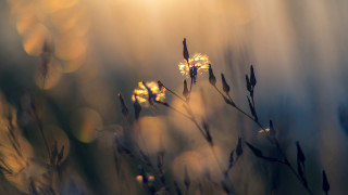 Flower sunlight blurry background microscopic - sunlight free wallpaper