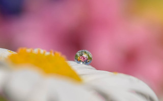 Flower glass ball yellow background - center free wallpaper