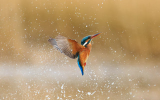 Colorful bird flying aurora fireworks - the air free wallpaper