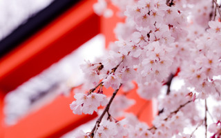Pink cherry blossoms mount fuji - japan aimitsu free wallpaper