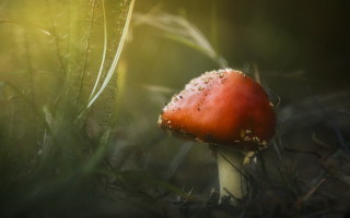 Red mushroom dew grass macro - a red mushroom free wallpaper