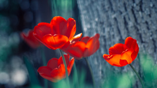 Red flower tree trunk forest - green free wallpaper
