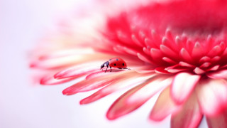 Ladybug pinkflower macro blurry background - red petal free wallpaper