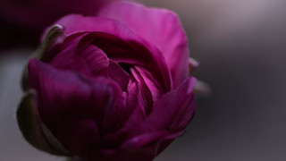 Flower macro blurry background rococo - shallow free wallpaper for desktop