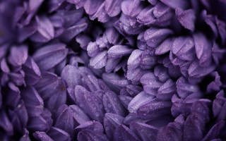 Purple flower water droplets macro 14 - a purple flower free wallpaper