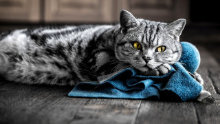 Black cat sad eyes wooden - a wooden floor free wallpaper