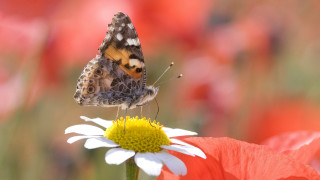 Butterfly flower field red white - macro photography free wallpaper for desktop