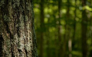 Mossy tree forest white bird - moss free wallpaper