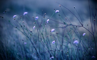 Blue flowers grass sky tree - grass free wallpaper