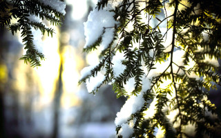 Snowy branch sunlight blurry winter - sunlight free wallpaper