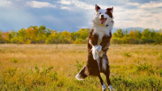 Dog jumping frisbee autumn nature - kitsch movement free wallpaper