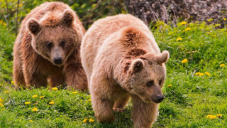 Bears grassy field tree rock - primitivism free wallpaper