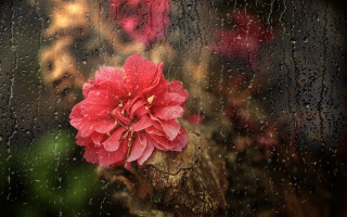 Red flower rainy night macro - a red flower free wallpaper