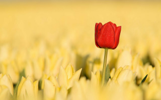 Red tulip yellow field blue - single free wallpaper
