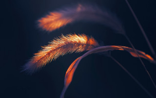 Sunflower macro blurry sunset fireworks - a close up of a plant free wallpaper